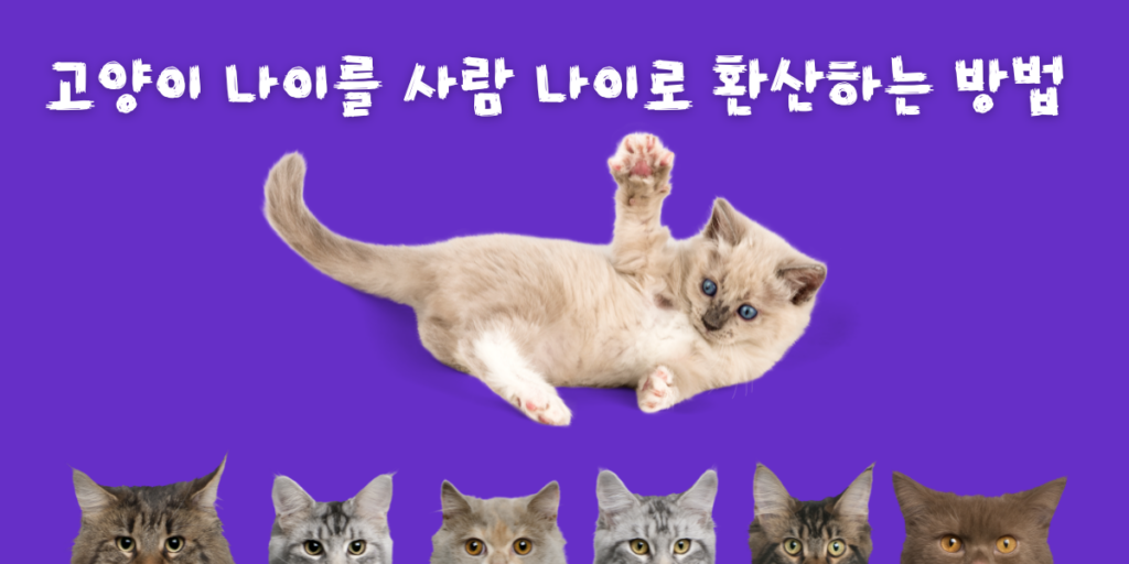 고양이 나이를 사람 나이로 환산하는 방법