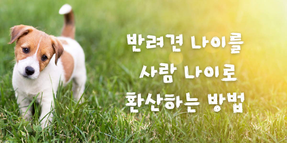 반려견 나이를 사람 나이로 환산하는 방법